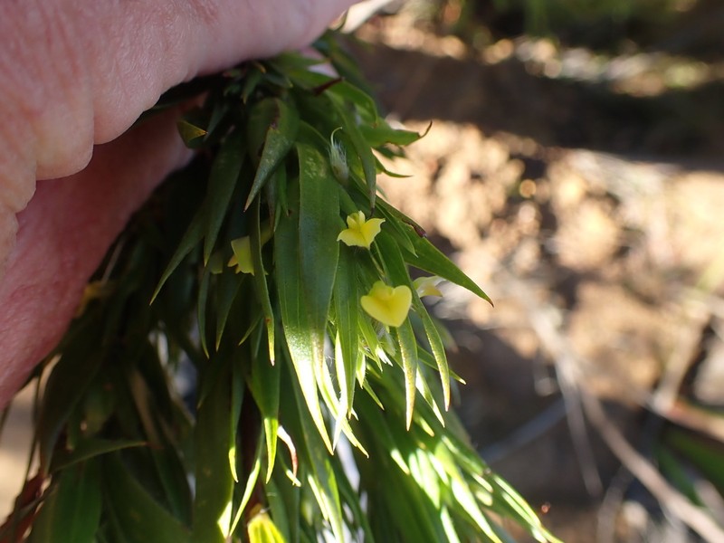 Aspalathus monosperma photo 6