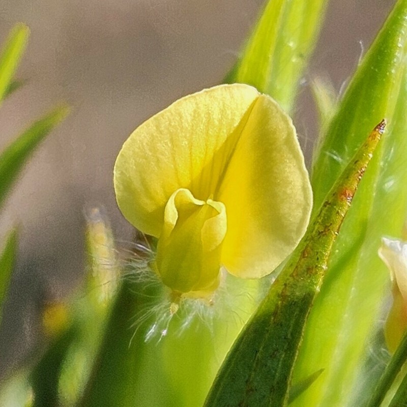 Aspalathus monosperma photo 7