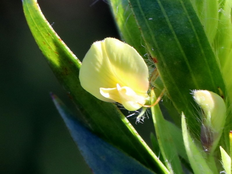 Aspalathus monosperma photo 8