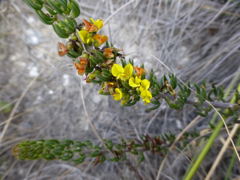 Aspalathus mundiana