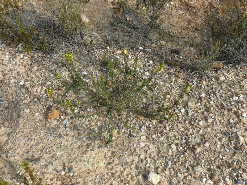 Aspalathus mundiana photo 5