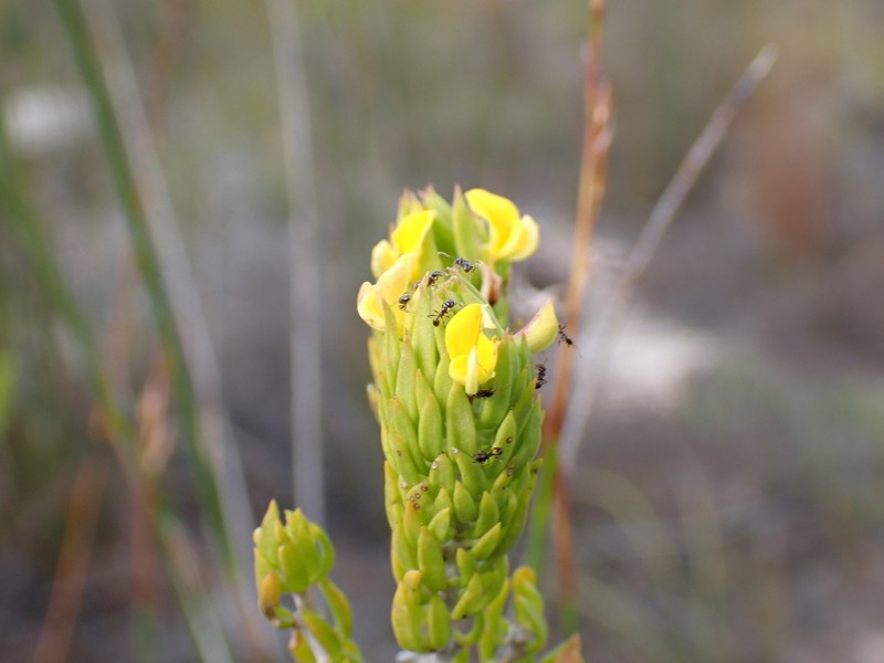 Aspalathus mundiana photo 8