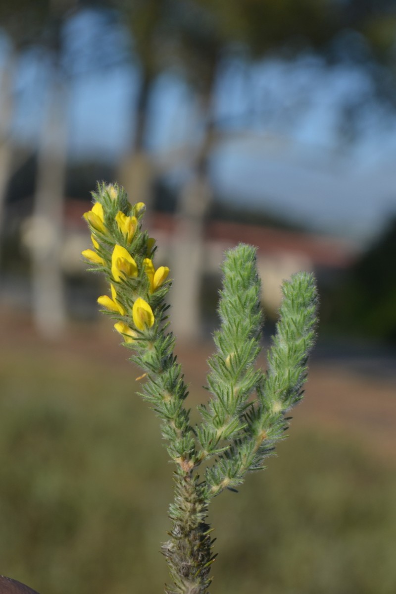 Aspalathus muraltioides