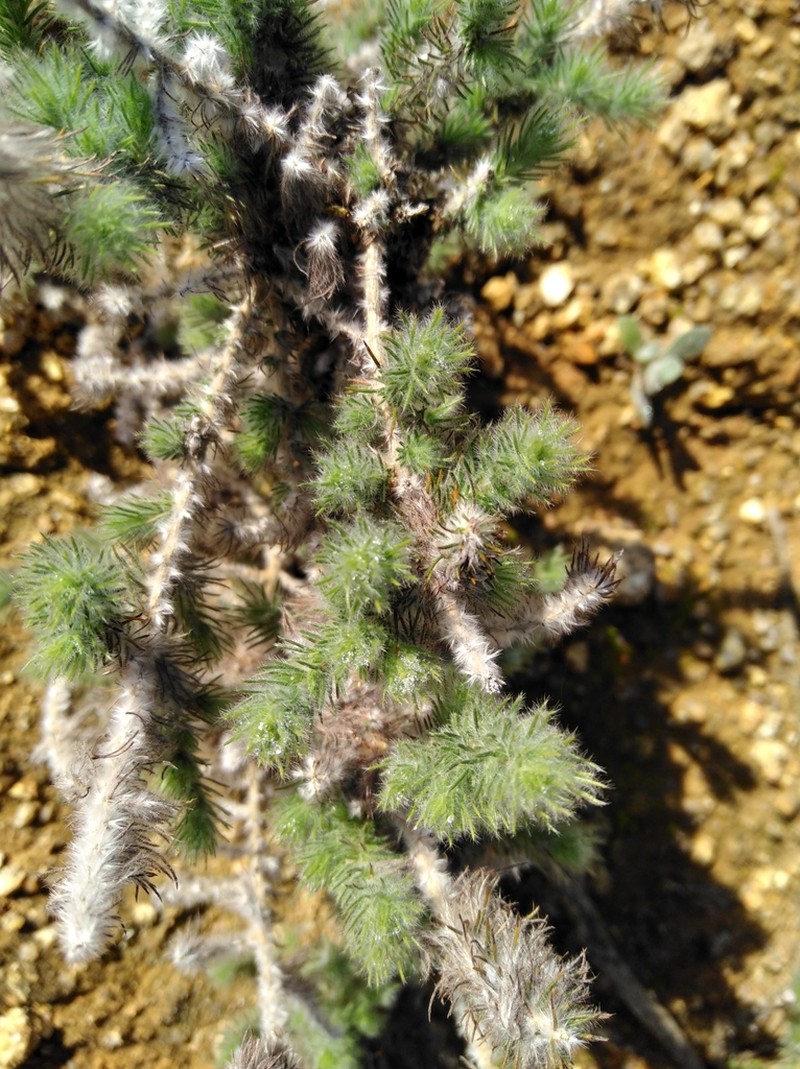 Aspalathus muraltioides photo 2