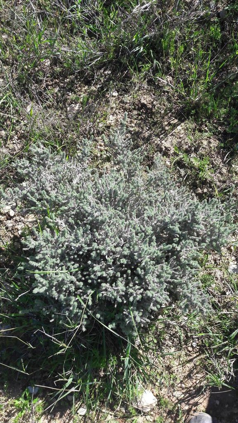 Aspalathus muraltioides photo 4