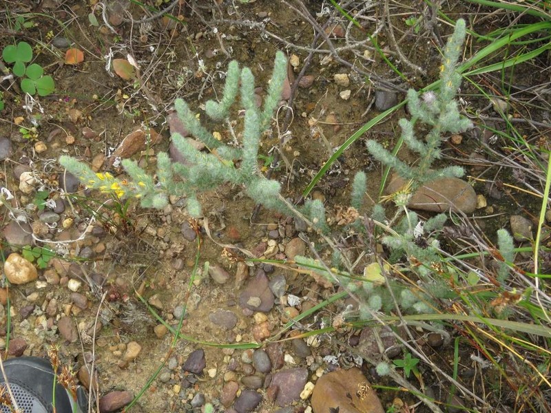 Aspalathus muraltioides photo 6