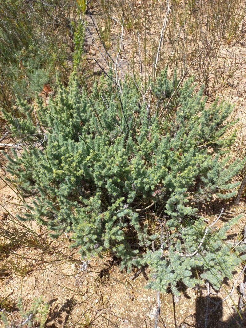Aspalathus muraltioides photo 7