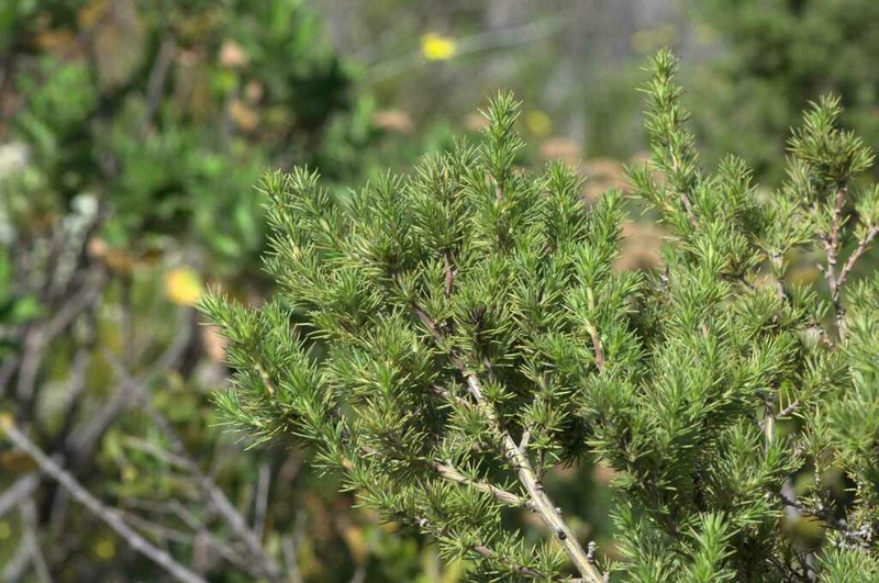 Aspalathus neglecta photo 5
