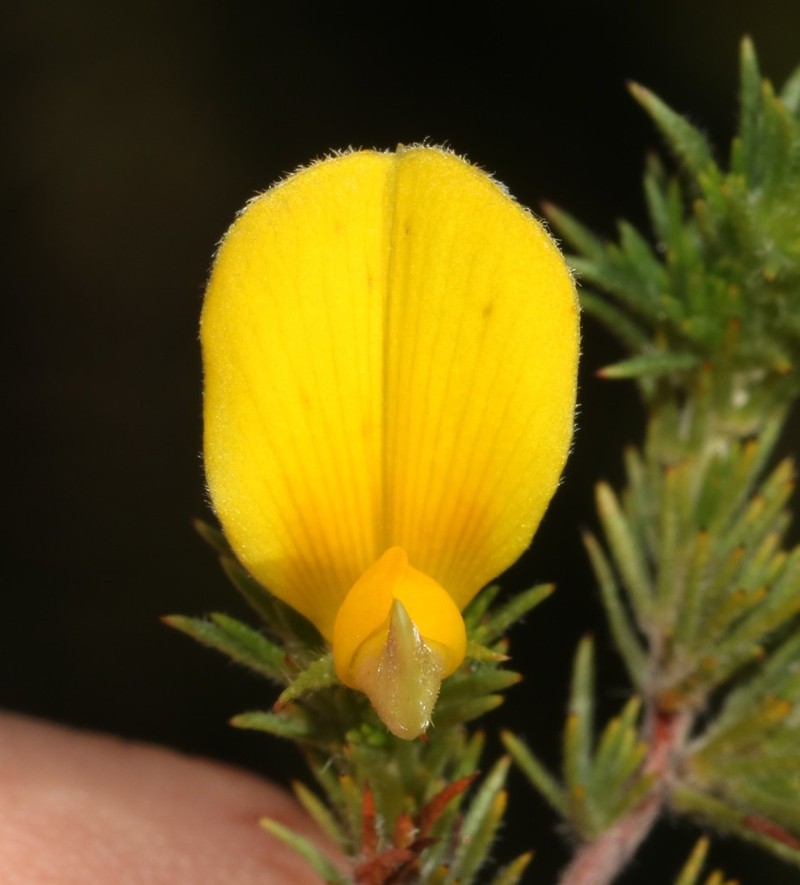 Aspalathus neglecta photo 7