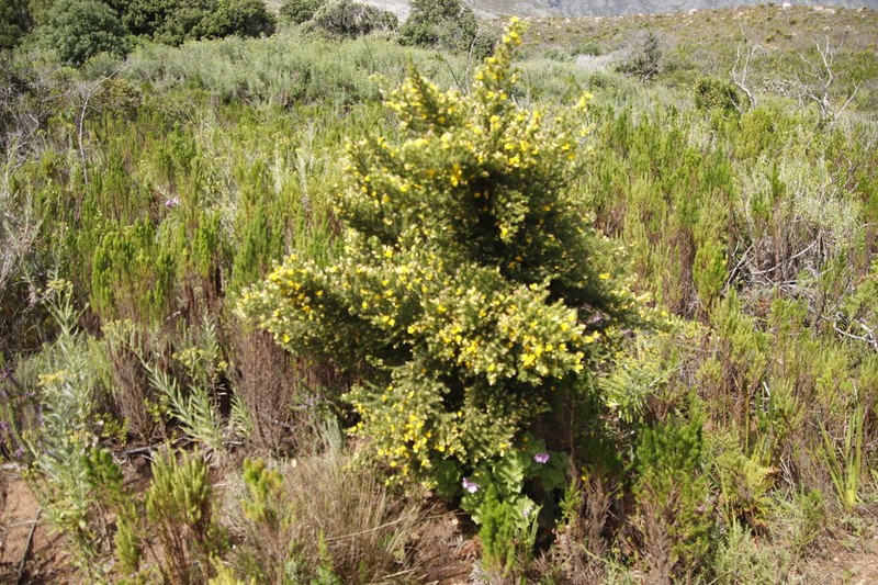 Aspalathus neglecta photo 8