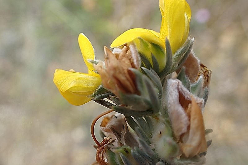 Aspalathus nickhelmei photo 2