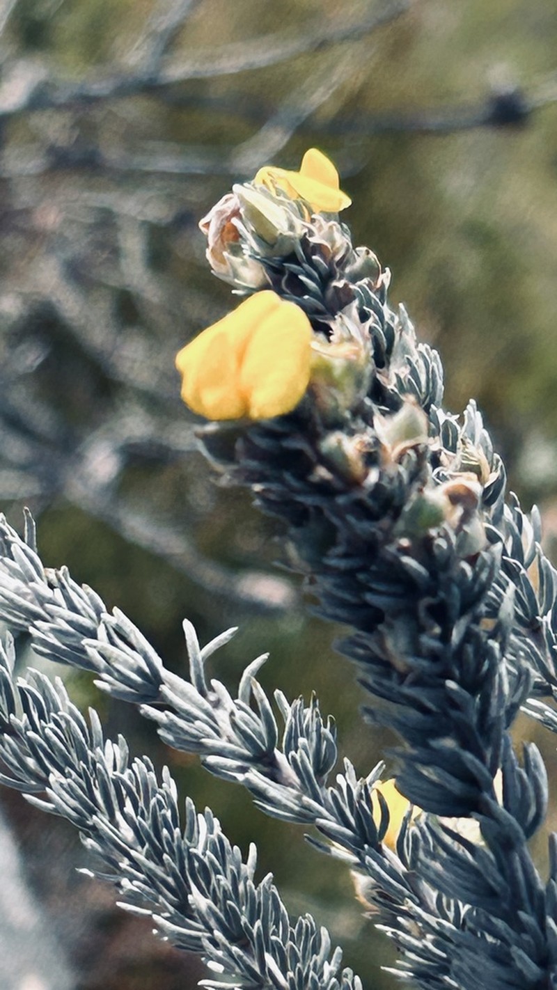 Aspalathus nickhelmei photo 4