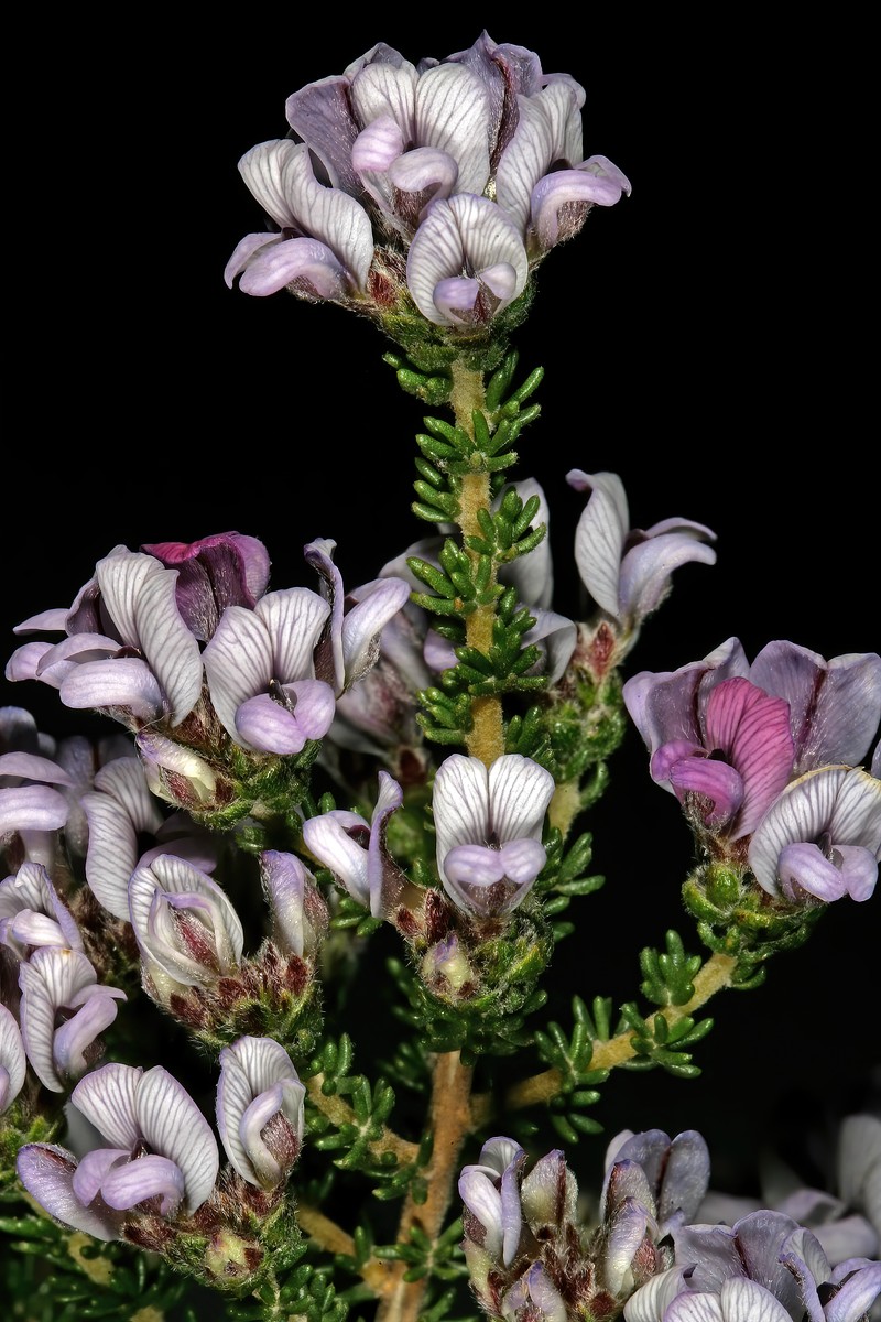 Aspalathus nigra