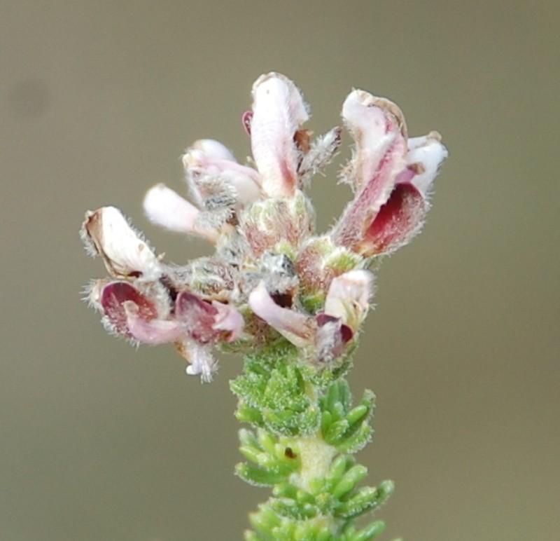 Aspalathus nigra photo 3