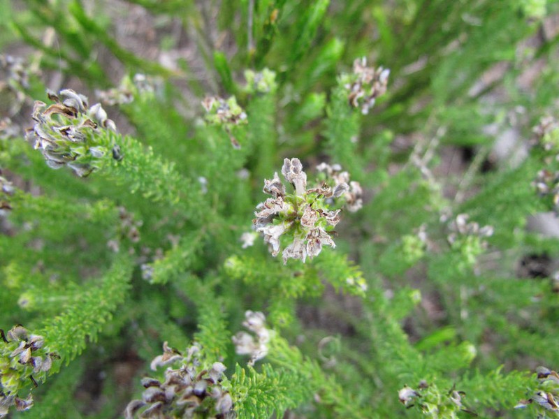 Aspalathus nigra photo 7