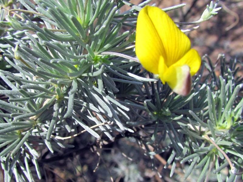 Aspalathus nivea