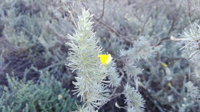 Aspalathus nivea photo 3