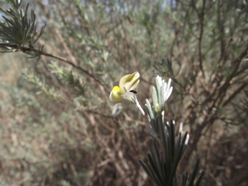 Aspalathus nivea photo 6
