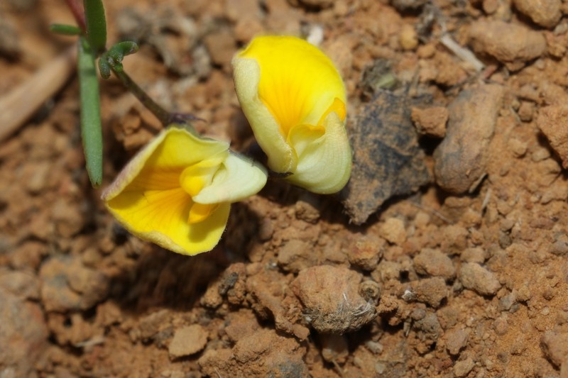 Aspalathus nudiflora photo 2