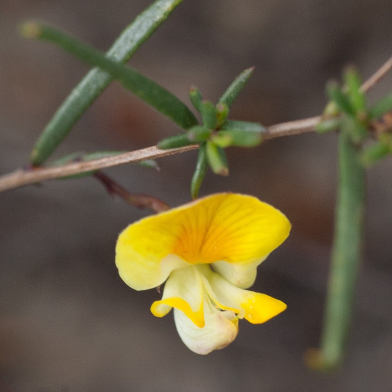Aspalathus nudiflora photo 3