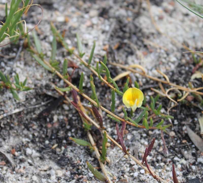 Aspalathus nudiflora photo 4