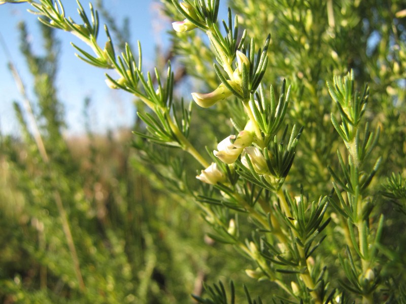 Aspalathus obliqua