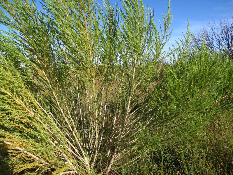 Aspalathus obliqua photo 2