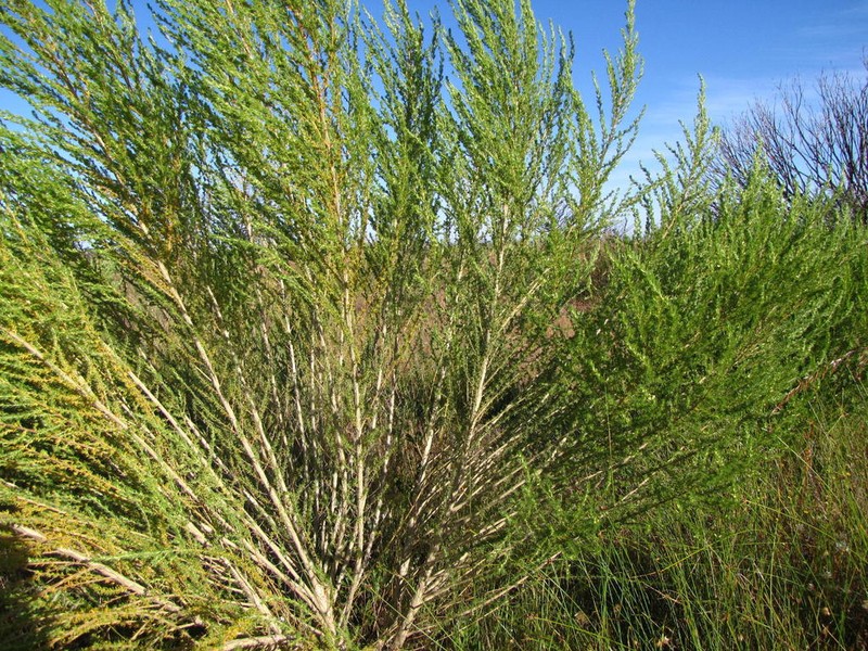 Aspalathus obliqua photo 3