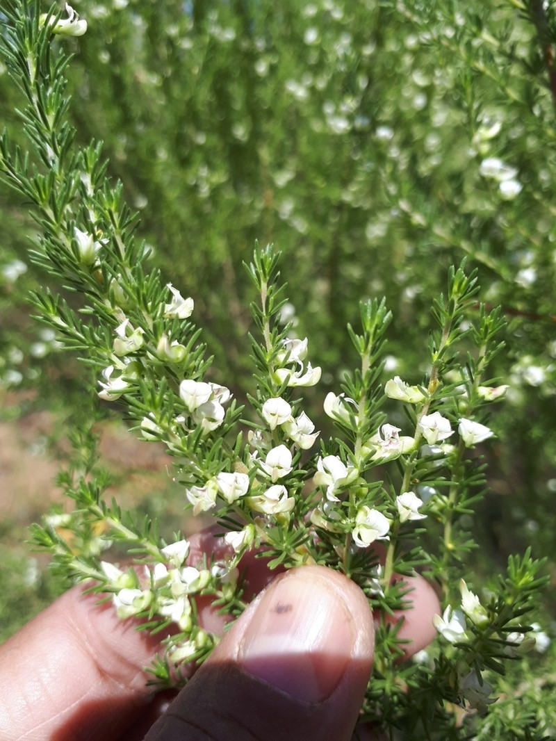 Aspalathus obliqua photo 4