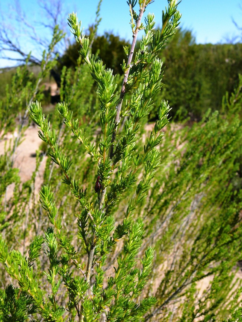 Aspalathus obliqua photo 7
