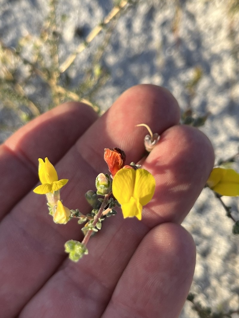 Aspalathus oblongifolia