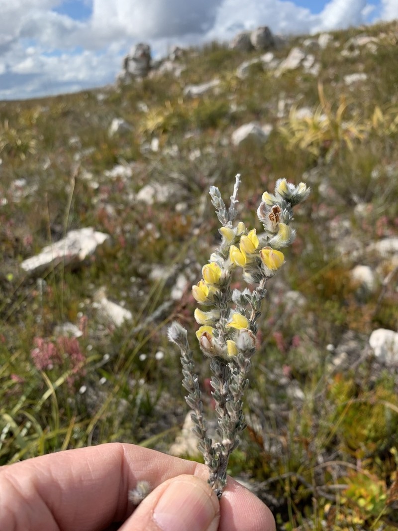 Aspalathus oblongifolia photo 2