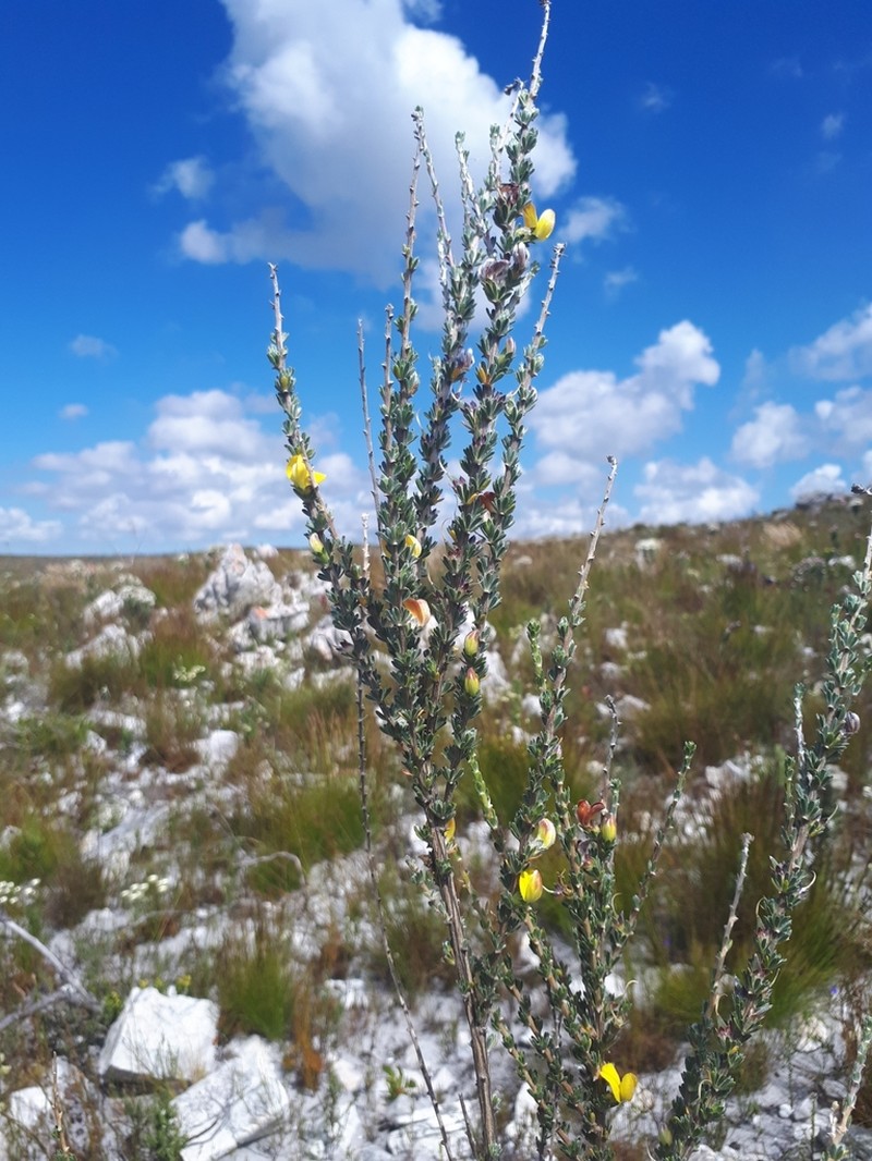 Aspalathus oblongifolia photo 3