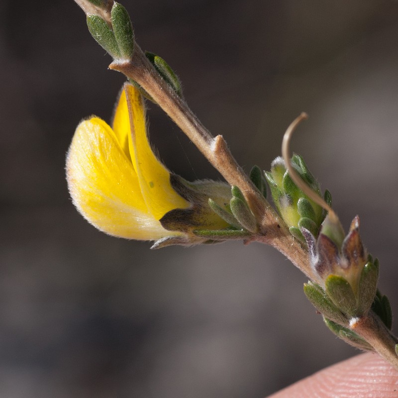 Aspalathus oblongifolia photo 4