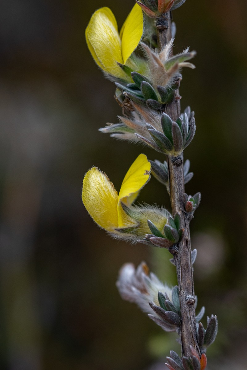 Aspalathus oblongifolia photo 5