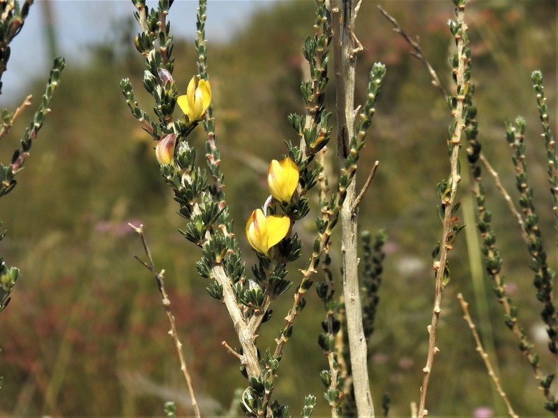 Aspalathus oblongifolia photo 6