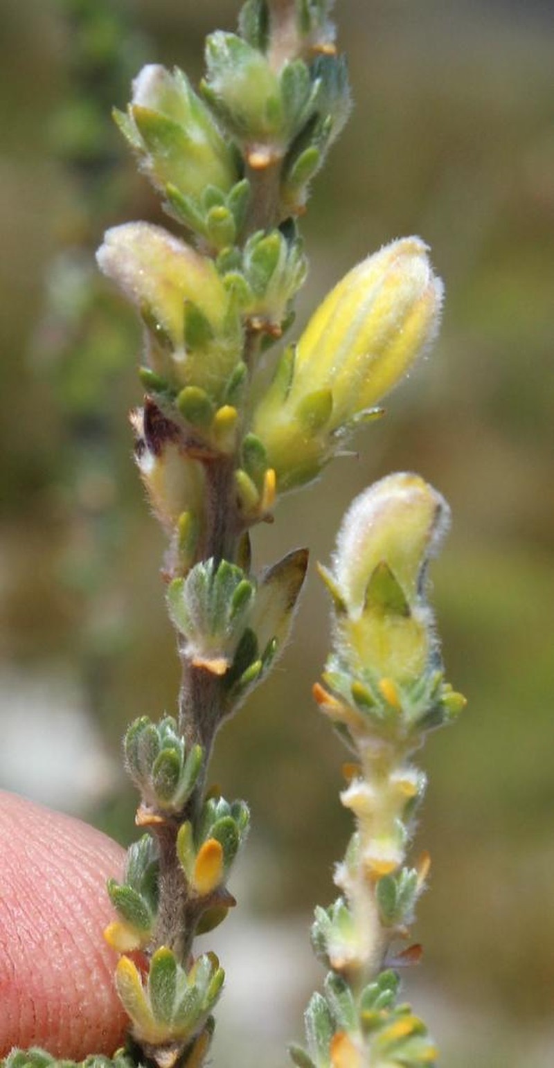 Aspalathus oblongifolia photo 7