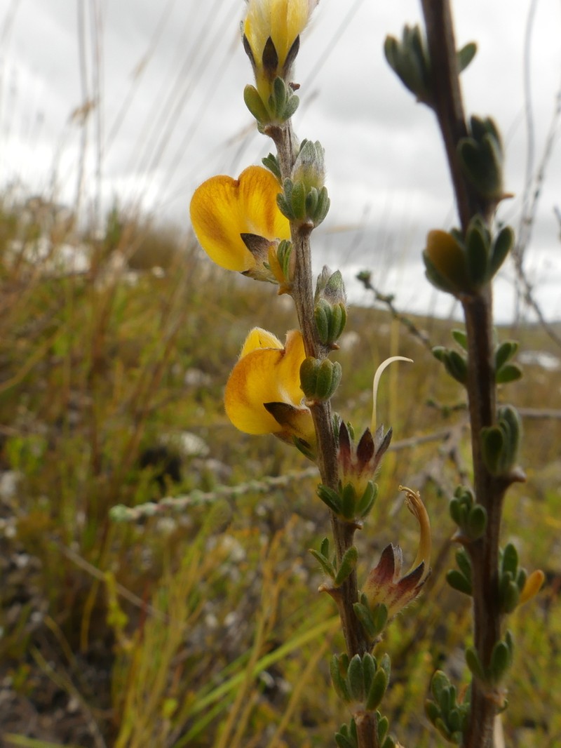 Aspalathus oblongifolia photo 8