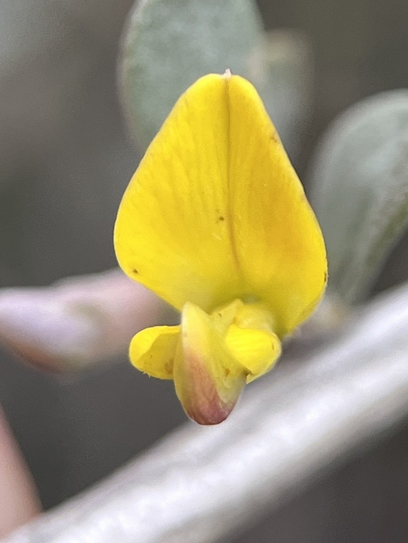 Aspalathus obtusata photo 2