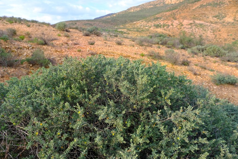 Aspalathus obtusata photo 3