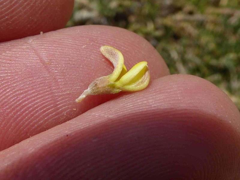 Aspalathus obtusata photo 5