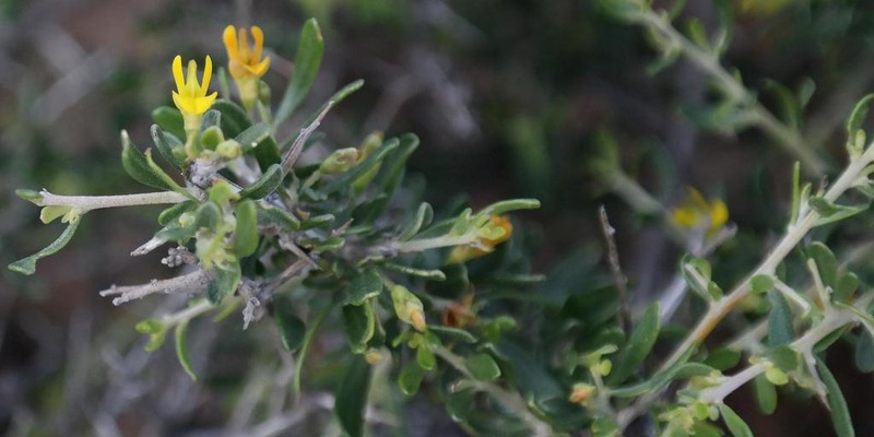Aspalathus obtusata photo 6