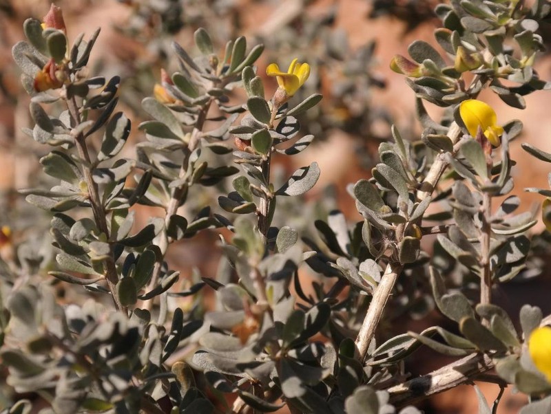 Aspalathus obtusata photo 7