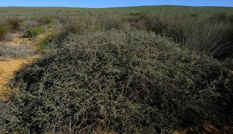 Aspalathus obtusata photo 8