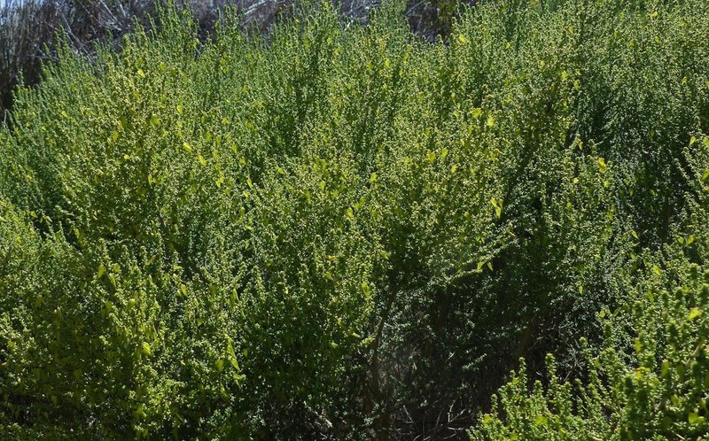 Aspalathus obtusifolia