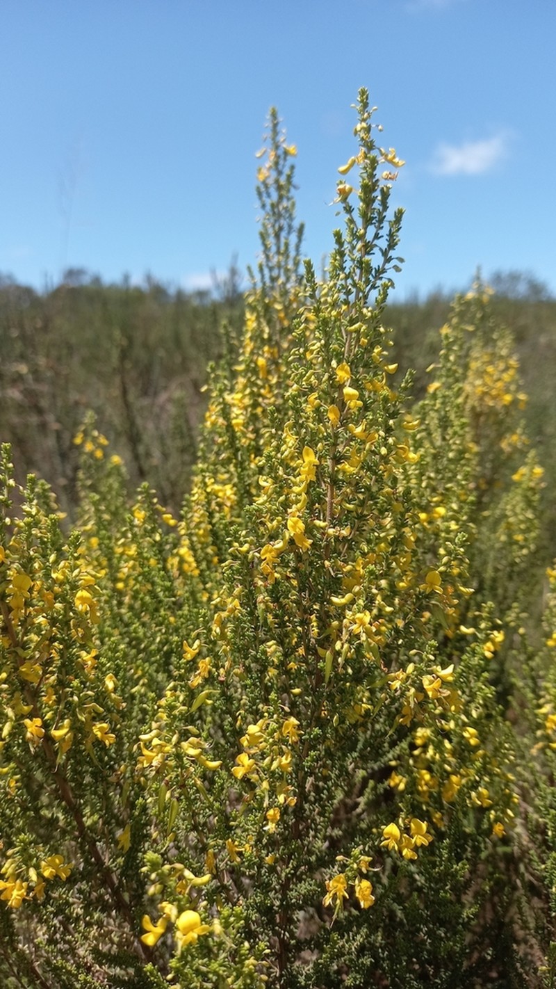 Aspalathus obtusifolia photo 3