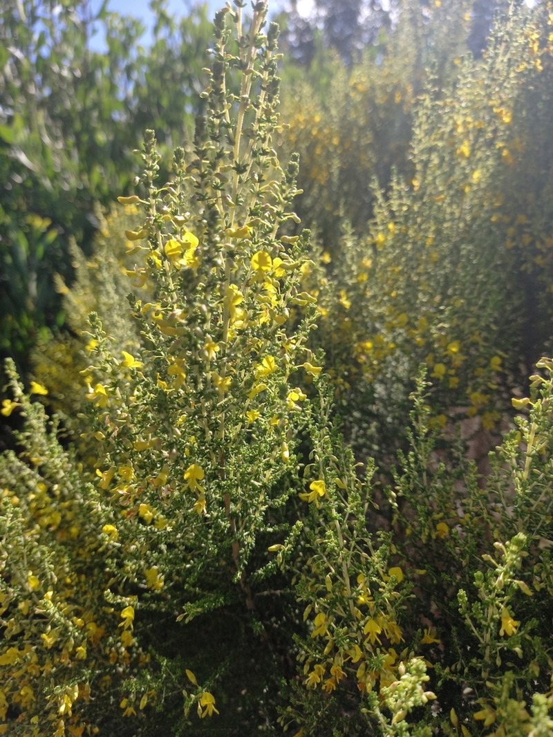 Aspalathus obtusifolia photo 4