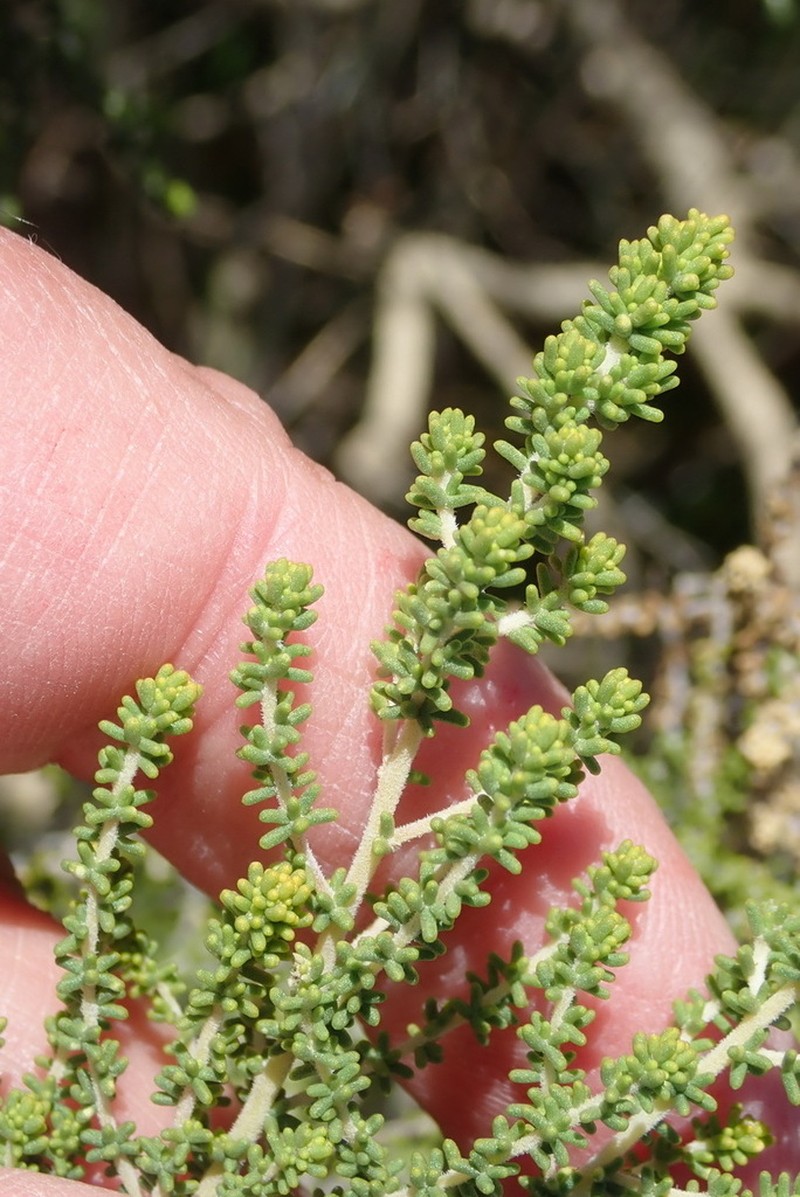 Aspalathus obtusifolia photo 5