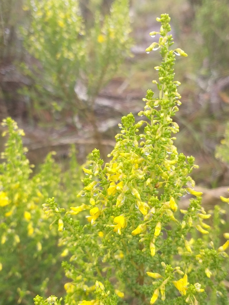 Aspalathus obtusifolia photo 6