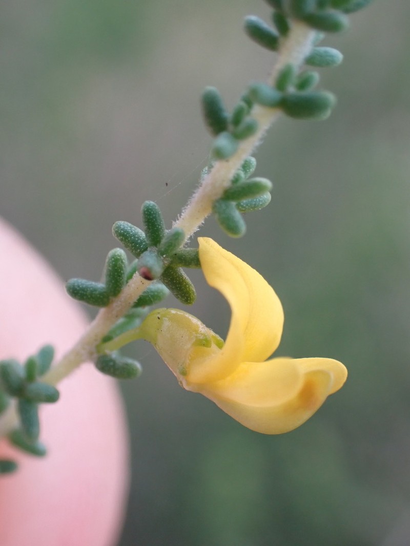 Aspalathus obtusifolia photo 7